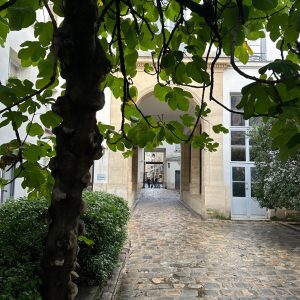 beautiful tree latin tour paris